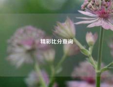 精彩比分查询