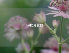 360比分官网