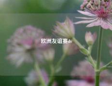 欧洲友谊赛ds