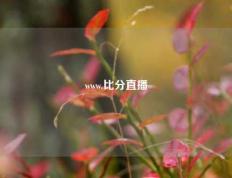 www.比分直播
