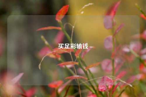 买足彩输钱