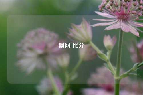 澳网 比分
