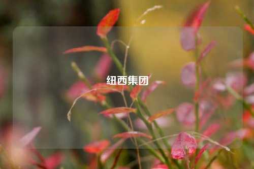 纽西集团