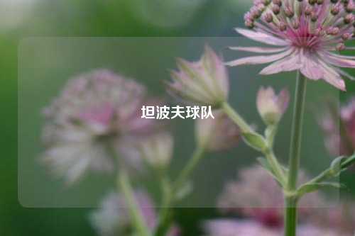 坦波夫球队