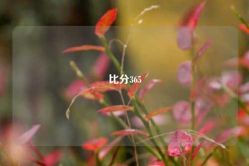 比分365