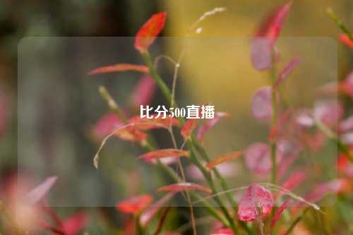 比分500直播