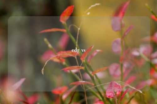 edg vs